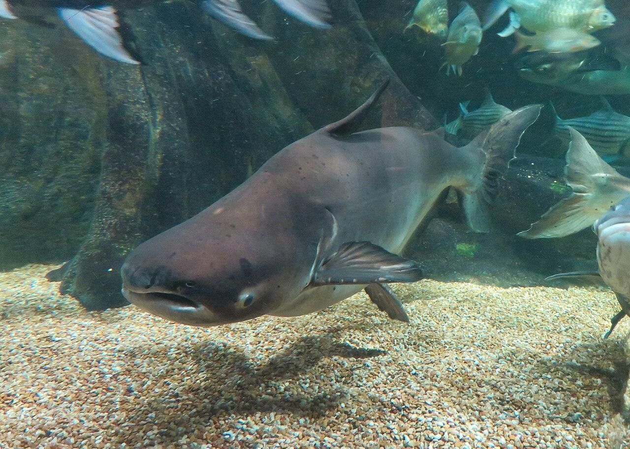 Answer #22: What is a catfish?